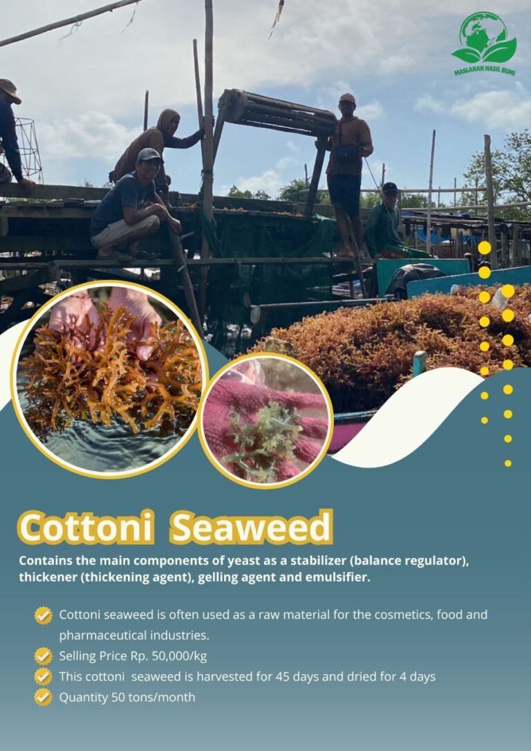 Cottoni Seaweed