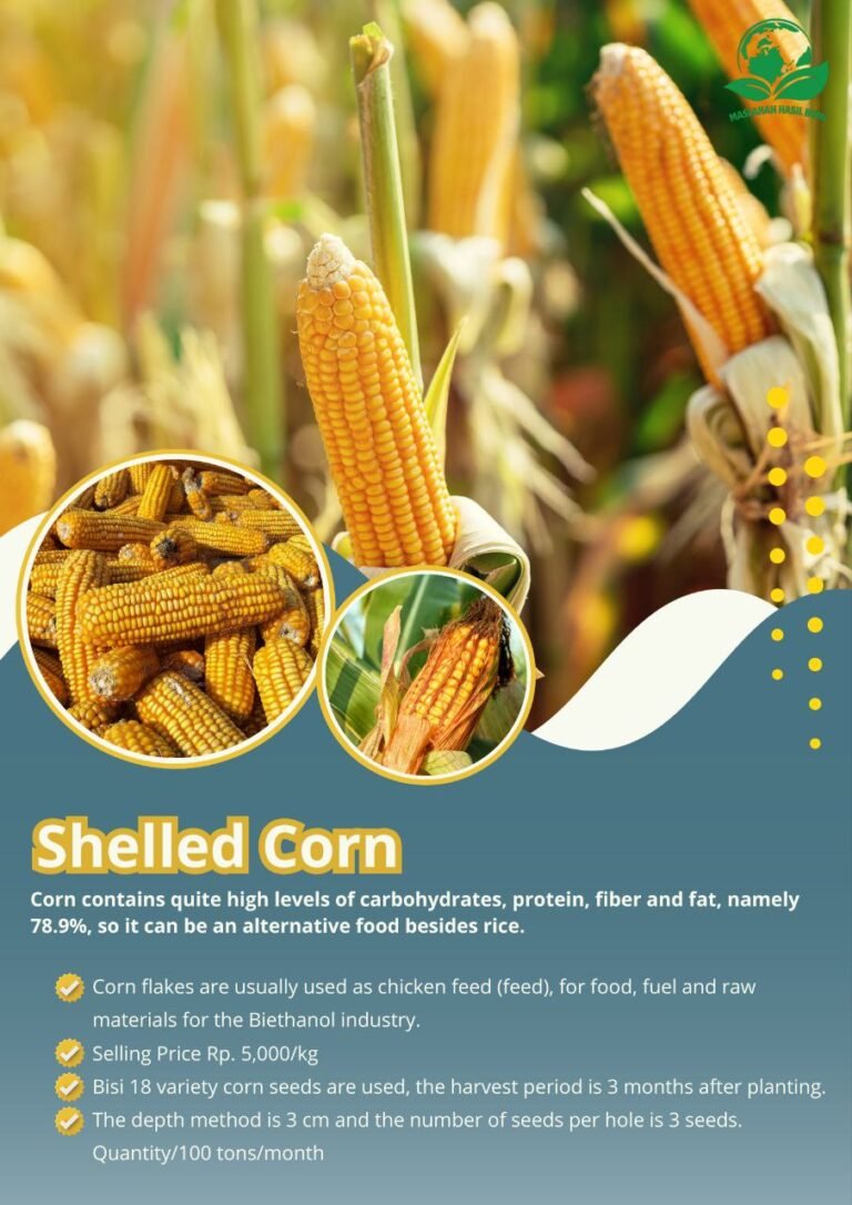 Shelled Corn